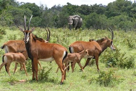 Private Multi Day Masai Mara Mid Luxury Lodge Safari Tour By 4x4 Jeep