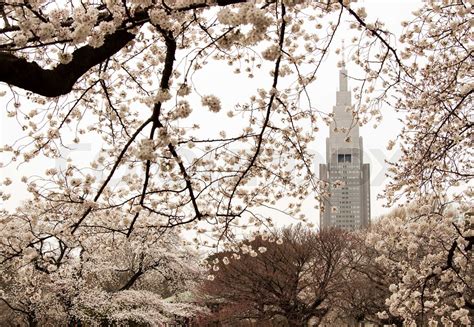 Japansk kirsebær blomster Sakura Stock foto Colourbox