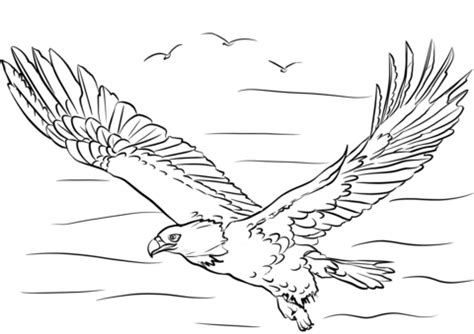 Coloriage Pygargue à tête blanche avec ses ailes déployées