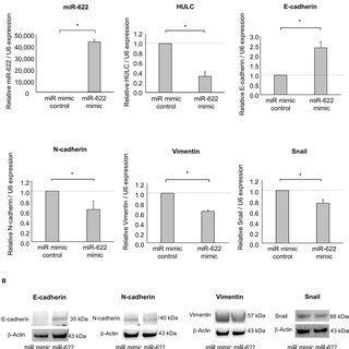 Effect Of MiR 622 Overexpression On EMT In PDAC Cells Panc 1 Cells