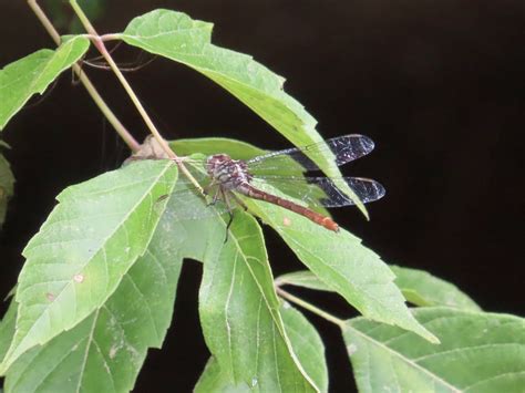 Russet Tipped Clubtail In July By Josh Emm Inaturalist