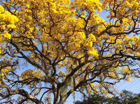 Tabebuia chrysotricha Ipê amarelo Look up C Lisboa Flickr