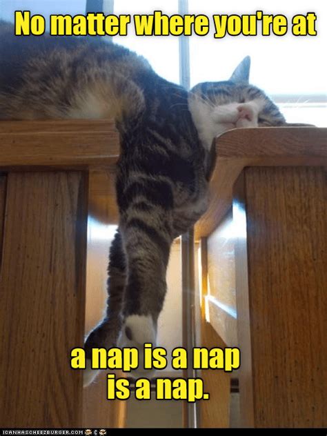 I M Busy Catchin Zs Lolcats Lol Cat Memes Funny Cats Funny