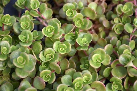 Coral Reef Chinese Sedum Buchanans Native Plants