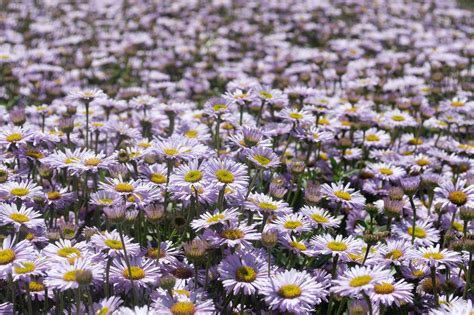 Erigeron Glaucus Seaside Daisy — Native West Nursery California