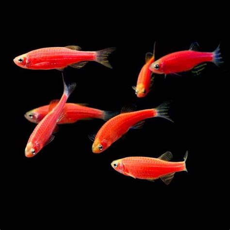 Starfire Red Glofish Danio Rerio Glofish Glow Fish Fish