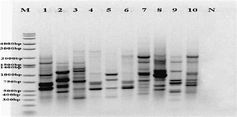 Box Pcr Profile Generated With The Box A1r Primer Lanes 1 Hf209 2