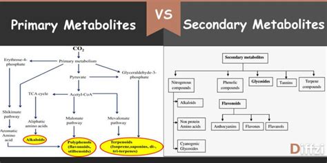 Primary Metabolites vs Secondary Metabolites – Diffzi