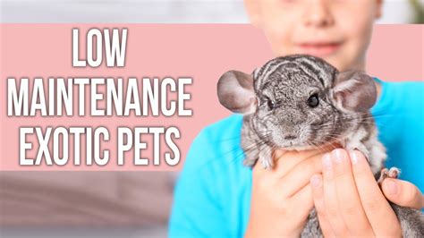 Low Maintenance EXOTIC Pets That Everyone Can Own YouTube