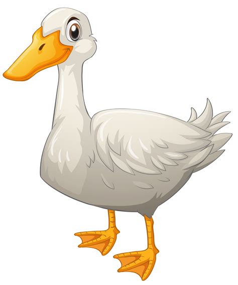 White Duck Standing On White Background 526612 Vector Art At Vecteezy