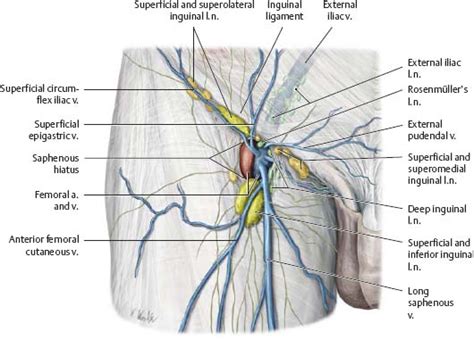 Neurovasculature Atlas Of Anatomy