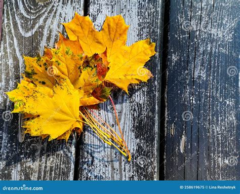 Autumn Leaves Of Yellow Color Lie On A Wooden Background In The