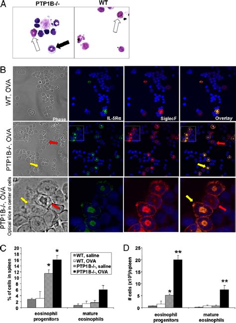 Cytospins And Immunolabeling Of Peripheral Blood Leukocytes A