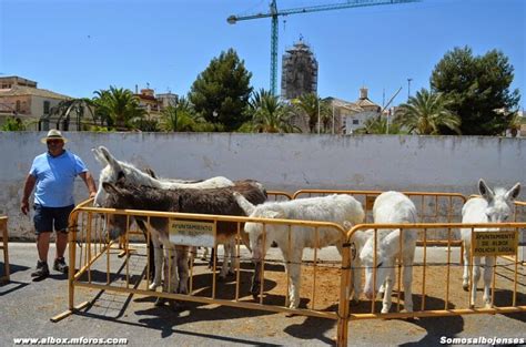 Somos Albojenses Feria Del Ganado Equino Albox Fotos