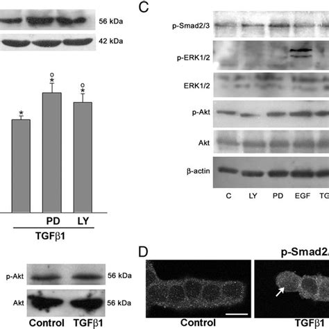 The ERK1 2 And Akt Activation Modulated The Association Of Smad2 3 With