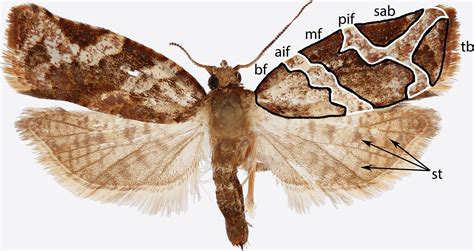 Research Six Legged Science Unlocking The Secrets Of The Insect