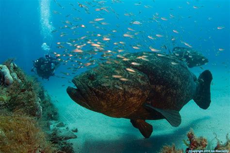 Diving With The Goliath Groupers Wyland Underwater World Fish Pet