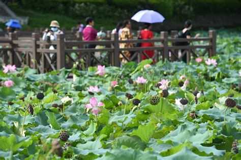 广西南宁市南湖荷花绽放国家旅游地理探索自然 传播人文 愉悦身心