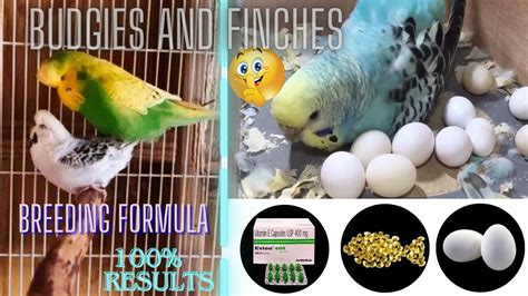 Budgies And Finches Best Breeding Formula Mm Birds World Video