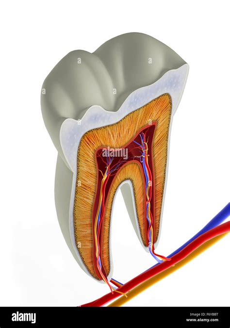 Sección Transversal Del Diente Molar Fotografías E Imágenes De Alta