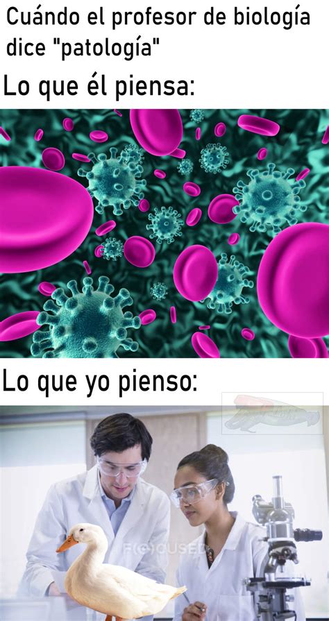 Top Memes De Patología En Español Memedroid