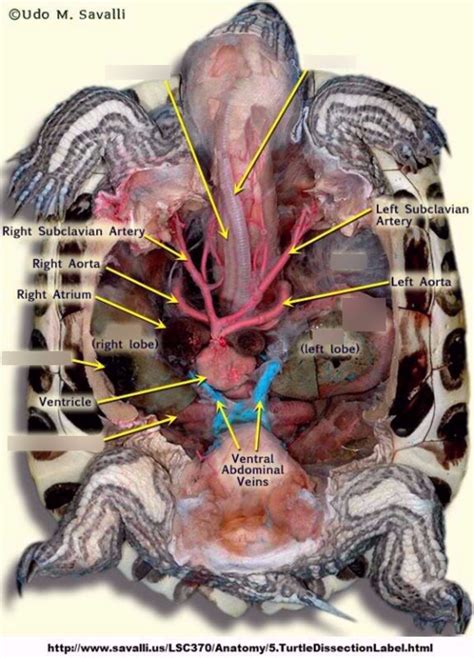 Bird Anatomy Diagram Diagram Quizlet