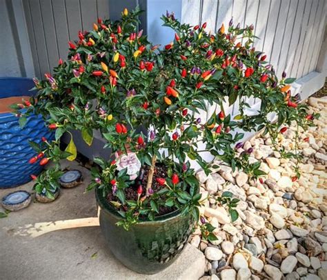 15 Types Of Ornamental Pepper Varieties Can You Eat Ornamental Peppers