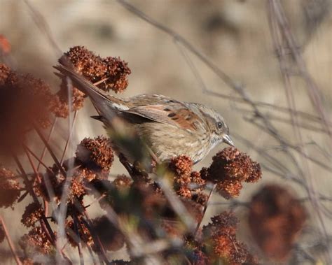 Swamp Sparrow Buelton Peterschneekloth Flickr