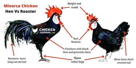 Minorca Chicken: Eggs, Size, Color, Characteristics & Pictures