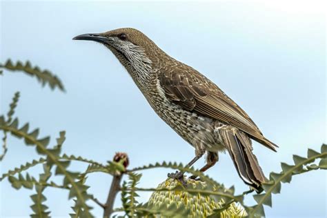 Western Wattlebird In Australia 25930137 Stock Photo At Vecteezy