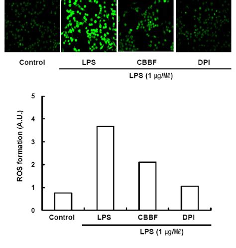 Effect Of Cbbf On Lps Activated Ros Production Raw Cells Were