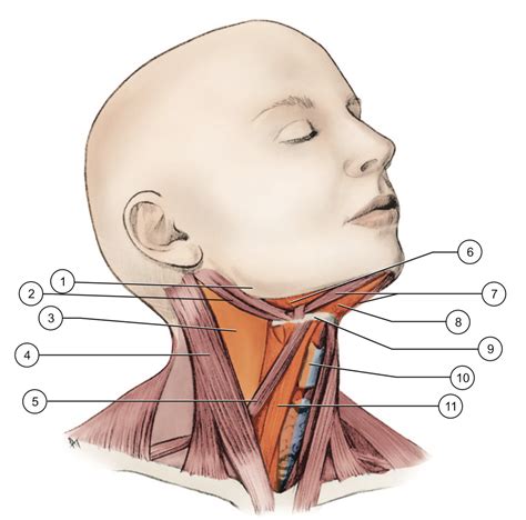 Tr Gono Cervical Anterior Diagram Quizlet