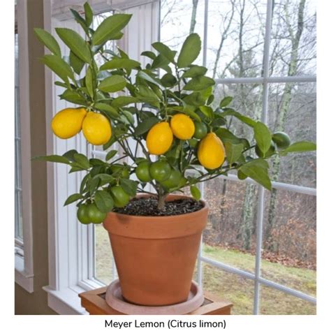 Meyer lemon - dnachlist