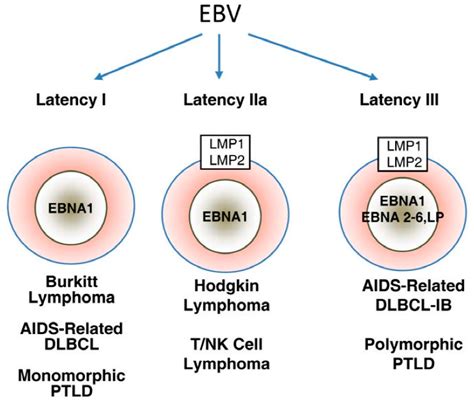 Jcm Free Full Text Viral Oncology Molecular Biology And Pathogenesis