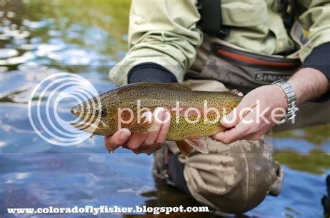 Colorado Fly Fishing Magazine: Cheesman Canyon Guide Trip and Fishing ...