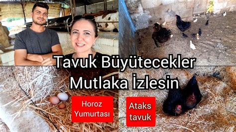 GEZEN TAVUK BÖLÜM 1 HOROZ YUMURTASIOĞUZELİ TİLBAŞAR KÖYÜ