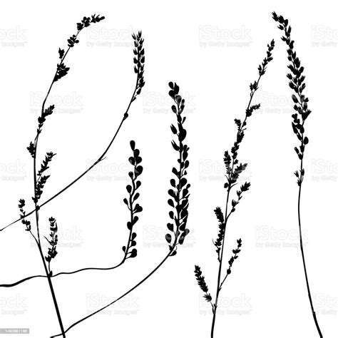 Vector Set Sketch Of Dry Grass Silhouette For Postcard Design Wallpaper Textile Fabric Pattern