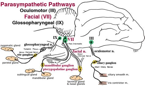 Parasympathetic Path To Nasallacrimalsalivary Glands