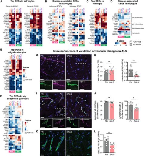 Single Cell Dissection Of The Human Motor And Prefrontal Cortices In