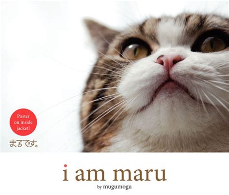 Maru the Cat | Know Your Meme