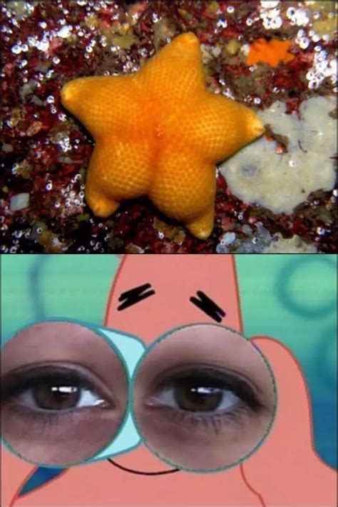 Patrick Spongebob Meme Ass