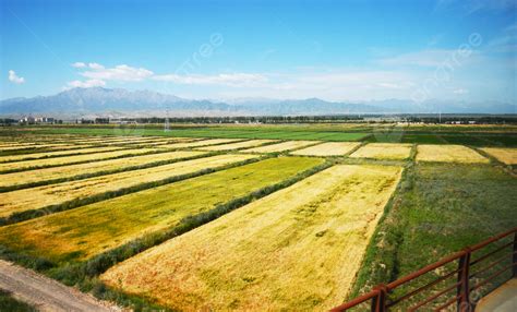 Photo Of Autumn Wheat Field Background, Fall, Wheat Field, Real Shot ...