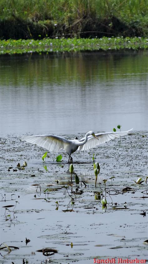 My Photography: Thol Bird Sanctuary