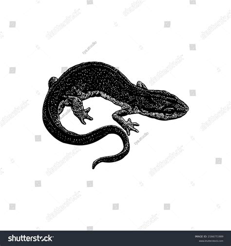 Newt hand drawing vector illustration isolated - Royalty Free Stock ...