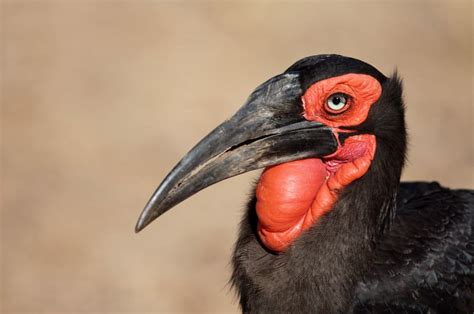 Southern Ground Hornbill Facts - Lifespan, Habitat & Diet