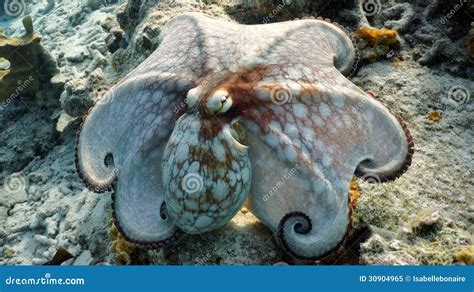 Common Octopus Camouflage