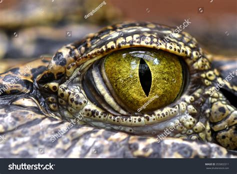 Alligator Crocodile Animals Eyes Closeup Stock Photo 355803311 ...