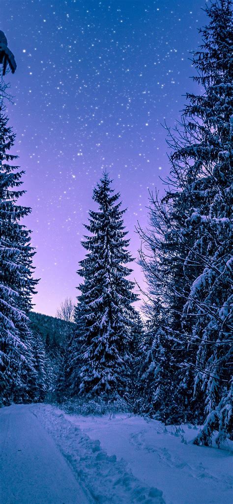 Snow Forest Night Wallpapers - Top Free Snow Forest Night Backgrounds - WallpaperAccess