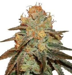 10+ Highest THC Cannabis Strains - #4 Might Leave You in Absolute ...