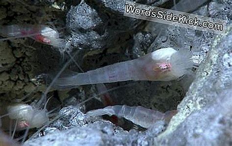 Weird Deep Sea Worms Discovered In Caribbean 2024 Dieren